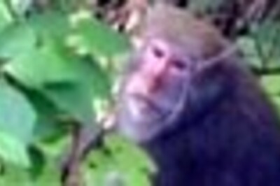 Farmers make coffee from beans spit out by monkeys