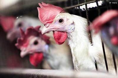 Kerala sends back chicken from Tamil Nadu