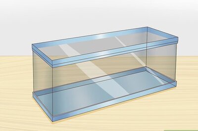 How to Care for an African Fat‐Tailed Gecko