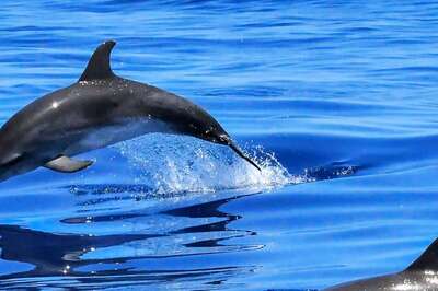 Lonely Dolphin Causes Panic In Japan, Injures 18 Swimmers, Including A Child