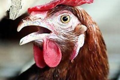 Bird flu spreads across Turkey