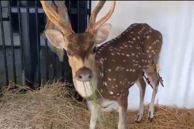 A Shout Out To Chennai Doctors For Helping Injured Deer Walk Again
