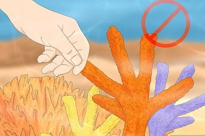 How to Protect Coral Reefs