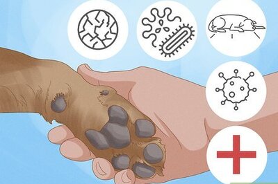 12 Simple, Effective Home Remedies to Stop a Dog from Licking Its Paws