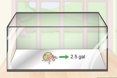 How to Make Your Hermit Crab Live for a Long Time