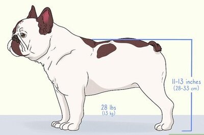 How to Identify a French Bulldog