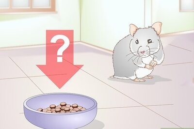 How to Diagnose Hamster Dental Problems