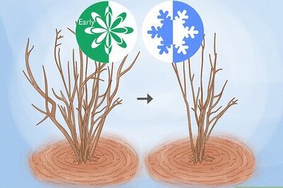 How to Kill Crepe Myrtle