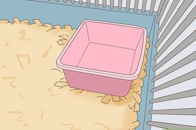 How to Potty Train Pet Rats