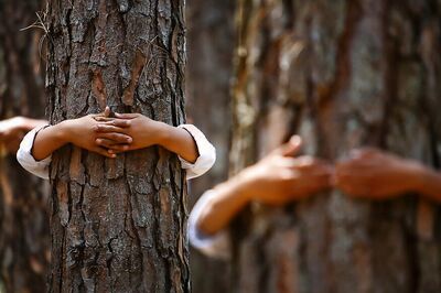 Centre, AAP in Twitter War Over Felling of Trees in South Delhi