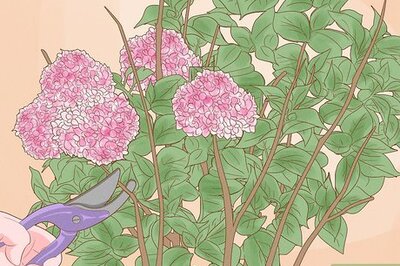 When & How to Prune Hydrangeas So They Stay Happy and Healthy