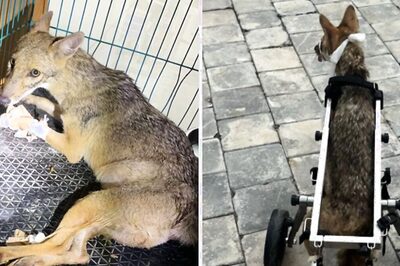 A Success Story from Anant Ambani’s Vantara: Injured Wild Jackal Recovers, Is Now Thriving