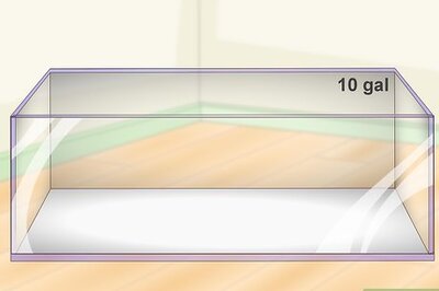 How to Set Up a Pacman Frog Enclosure