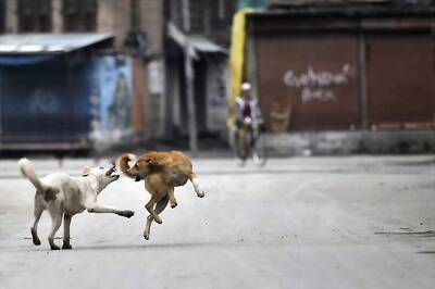 Stray dog menace hits Kerala, CM calls all-party meet