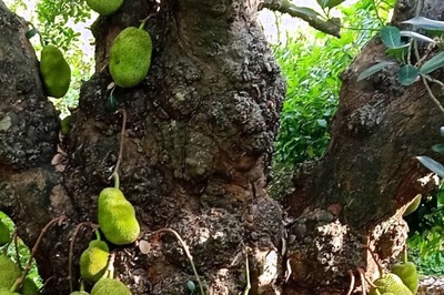 Panruti Tree Standing Strong for Two Centuries in Tamil Nadu, Yields More Than 200 Jackfruits a Year