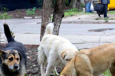 Toddler Mauled to Death By Stray Dogs in Hyderabad