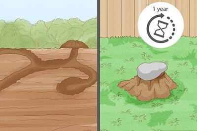How to Get Rid of Moles in Your Lawn