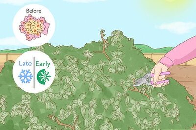 How to Prune Lantana