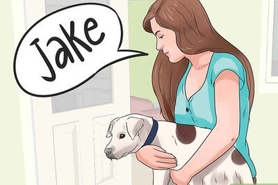 How to Name Your New Puppy or Dog
