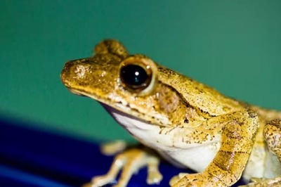In Western Ghats, Researchers Find Mushroom Growing On A Frog's Back