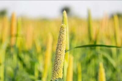 Millets Resurge: Embracing Healthier Choices