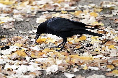 'Intelligent' Crows Trained to Pick Up Litter at French Historic Theme Park