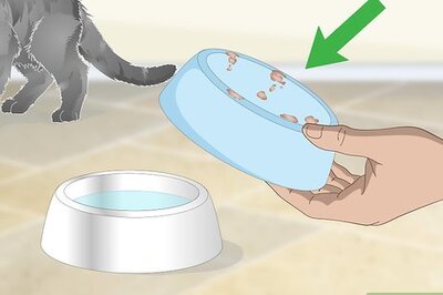 How to Help a Vomiting Cat