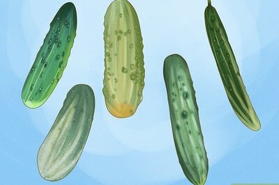 How to Grow Cucumbers in Pots