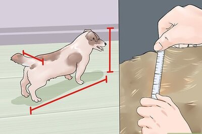 How to Choose Furniture Ramps for Dogs