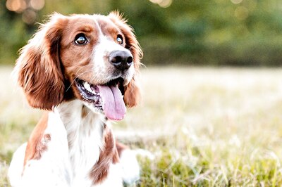 Neighborhood Dogs Lead to Lesser Crime, Says Study