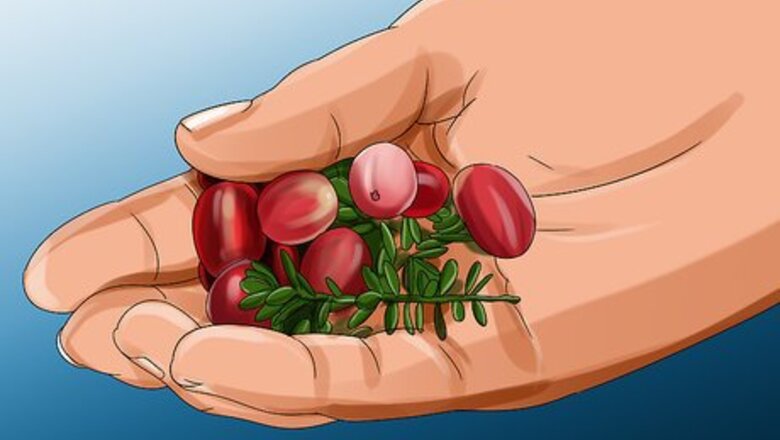 How to Harvest Cranberries