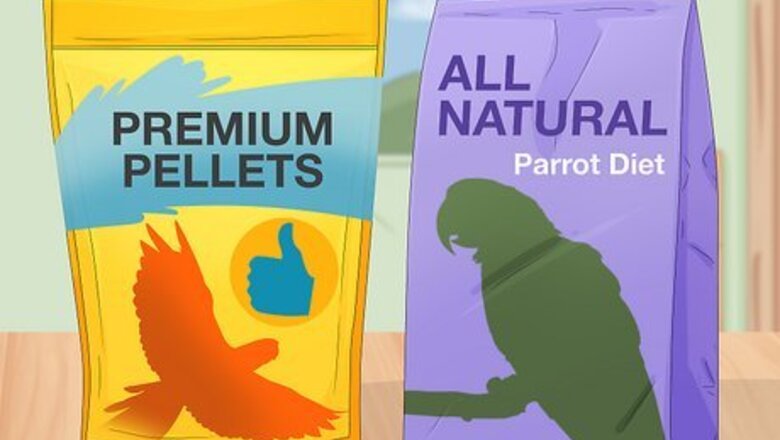 How to Feed a Conure