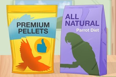 How to Feed a Conure