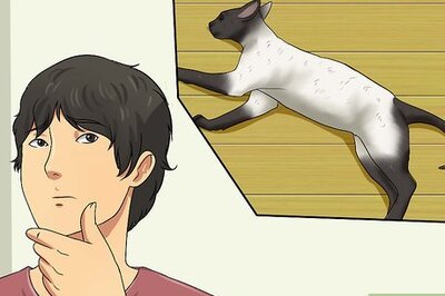 How to Treat Bladder Stones in Cats