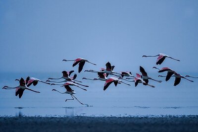 Preliminary Report Says Thousands of Birds Died Due to Botulism Near Jaipur