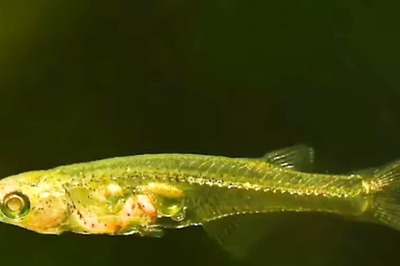 Scientists Find 12-mm-long Fish Produces Sound As Loud As A Gunshot