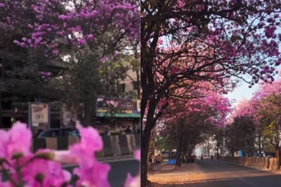 Bengaluru's Pink Season is Back as Trumpet Trees Burst into Blossom, Check Viral Pics and Videos