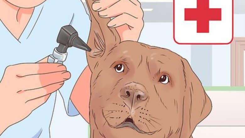 How to Travel with Dogs