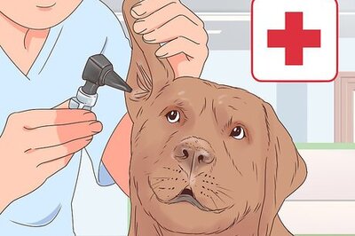 How to Travel with Dogs