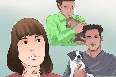 How to Choose a Yorkie Puppy