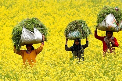 Science-Wise: Govt Proposes, Farmer Disposes – Will GM Mustard Meet Same Fate as Bt Brinjal?