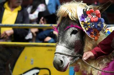 Donkey in Farmgirl Getup Wins Colombian Pageant