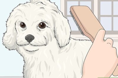 How to Groom a Maltipoo