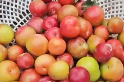 In Kerala, Kanthalloor Plum Farmers Celebrate Record Harvest