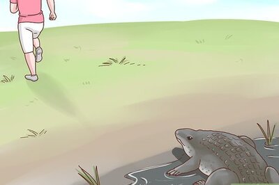 How to Survive Animal Attacks