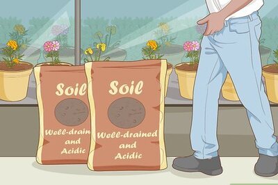 How to Care for an Areca Palm