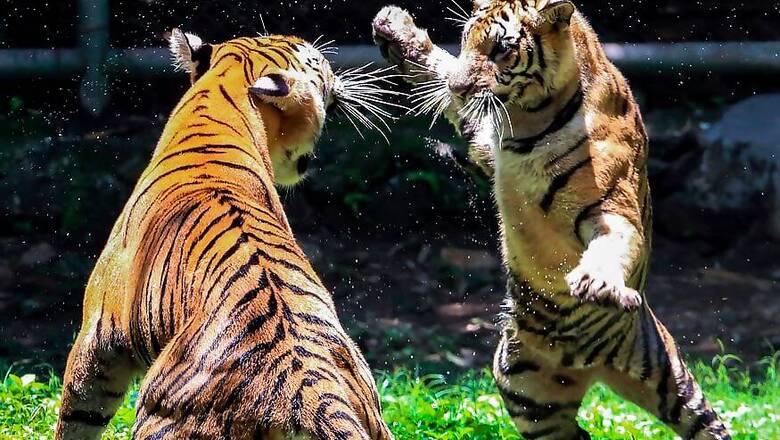 Tigers Reach Close to Carrying Capacity in India, Key to Species Survival in Southeast Asia: Global Forum