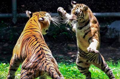 Tigers Reach Close to Carrying Capacity in India, Key to Species Survival in Southeast Asia: Global Forum