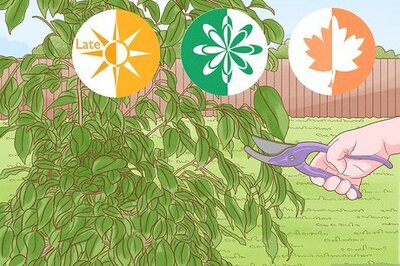 How to Prune a Ficus Tree