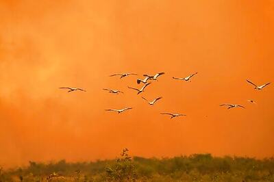 As Brazil's Wetlands Burned, Government Did Little To Help